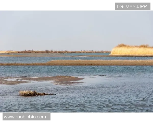哈德森的魅力探秘：一场关于自然与人文的奇妙旅程